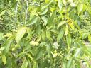 Walnut plantation for sale in West-Hungary, near Csorna, on 15 hectares