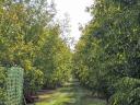 Walnut plantation for sale in West-Hungary, near Csorna, on 15 hectares