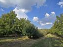 Walnut plantation for sale in West-Hungary, near Csorna, on 15 hectares