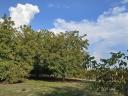 Walnut plantation for sale in West-Hungary, near Csorna, on 15 hectares