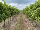 IRSAI vineyard in the Balatonboglár wine region