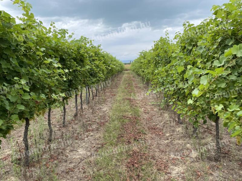 IRSAI vineyard in the Balatonboglár wine region