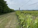 IRSAI vineyard in the Balatonboglár wine region