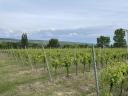 IRSAI vineyard in the Balatonboglár wine region