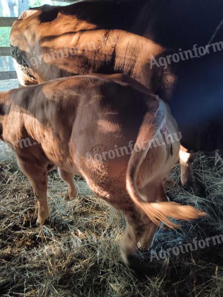 2 meat heifers for sale