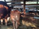 2 meat heifers for sale