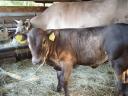 2 meat heifers for sale