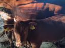 2 meat heifers for sale