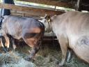 2 meat heifers for sale