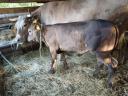 2 meat heifers for sale