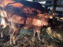 2 meat heifers for sale