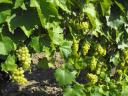 Wine grapes for sale in Mádon