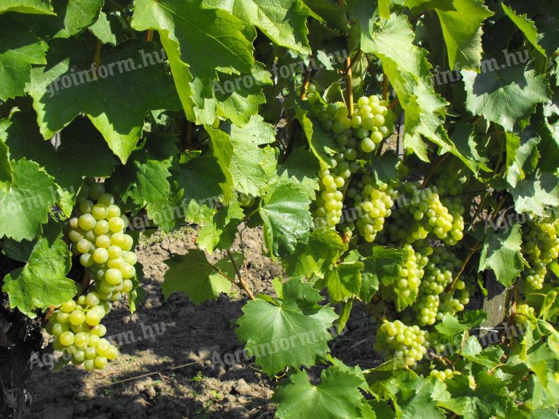 Wine grapes for sale in Mádon