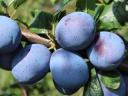 Top hit plums for sale