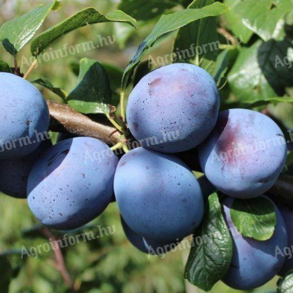 Top hit plums for sale