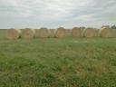 Rett hay for sale