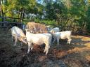 Jalovice plemene Charolais na prodej