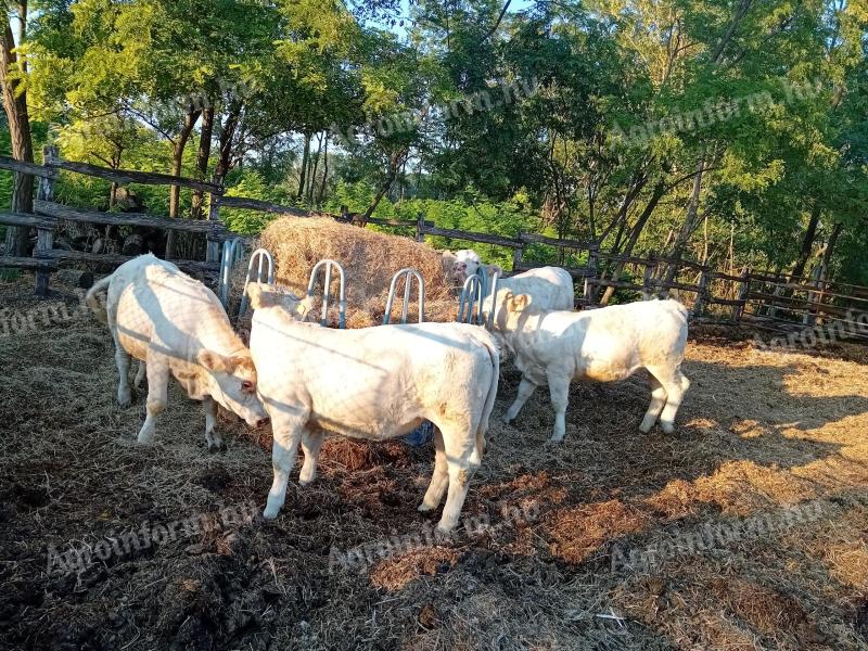 Jalovice plemene Charolais na prodej