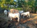 Charolais heifers for sale