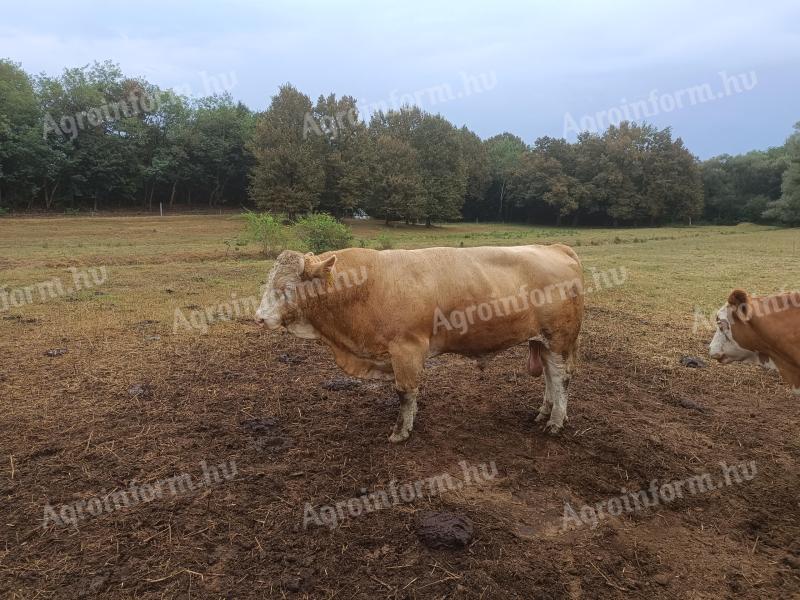 Hungarian Rooster breeding bull for sale