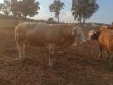 Hungarian Rooster breeding bull for sale