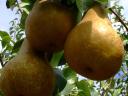 Bosc-cob pear