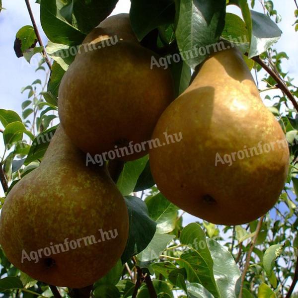 Bosc-cob pear