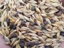 Barley vetch for sale