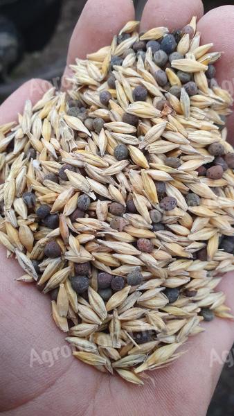 Barley vetch for sale