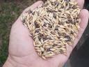 Barley vetch for sale