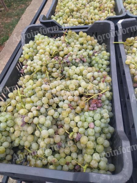 Muscatel and sassafras grapes for sale in Pölöske