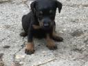 Jagd terrier puppies looking for new homes