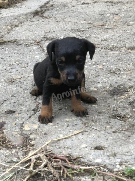 Jagd terrier cățeluși în căutarea de noi case