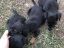 Jagd terrier puppies looking for new homes