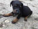 Jagd terrier puppies looking for new homes