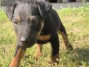 Jagd terrier cățeluși în căutarea de noi case