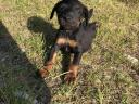 Jagd terrier puppies looking for new homes