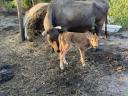 High milk yielding cow with day old bull calf for sale