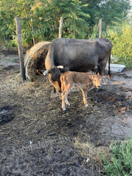 High milk yielding cow with day old bull calf for sale