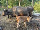 High milk yielding cow with day old bull calf for sale