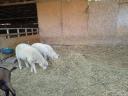 2 lambs for sale