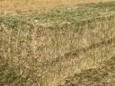 Alfalfa and hay for sale in bulk