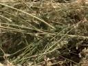 Alfalfa and hay for sale in bulk