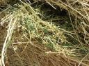 Alfalfa and hay for sale in bulk