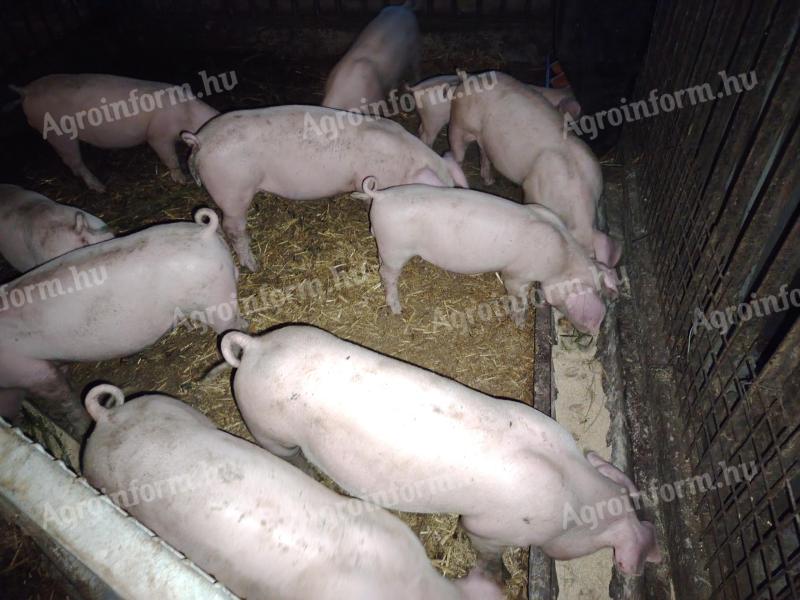 Piglets for sale