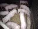 Piglets for sale