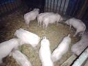 Piglets for sale