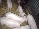 Piglets for sale