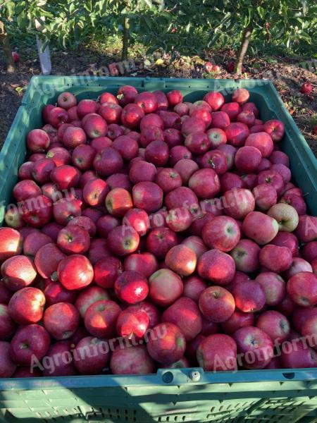 Dessert apples for sale