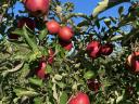 Dessert apples for sale